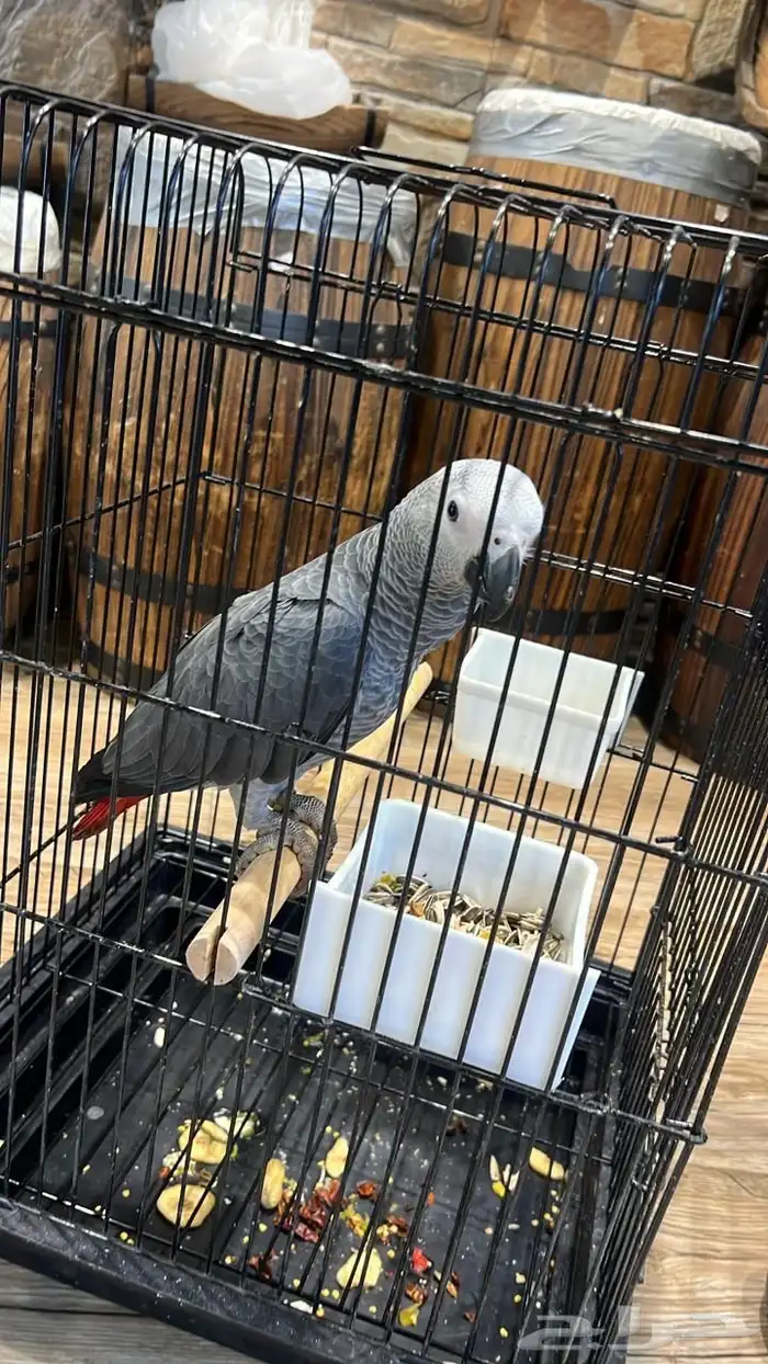 شحن الحيوانات قطط طيور بين المدن 2