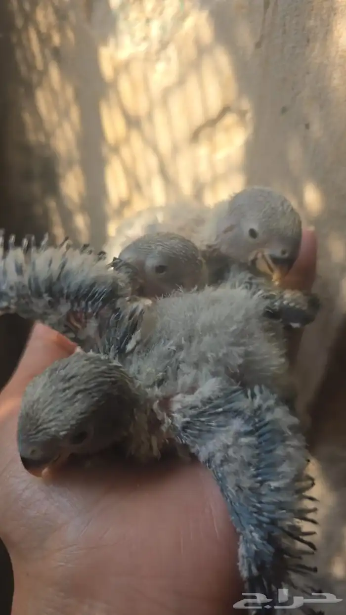 متوفر حبتين روز تربيه 0