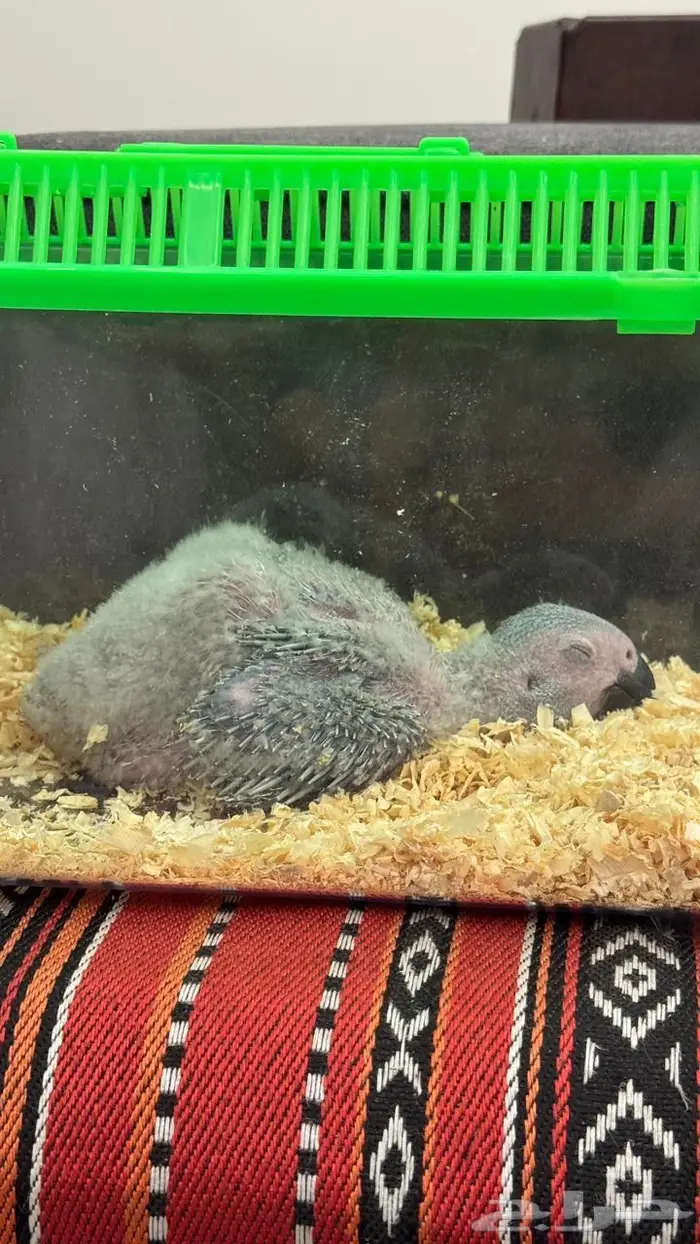 فرخ كاسكو انتاج محلي 3