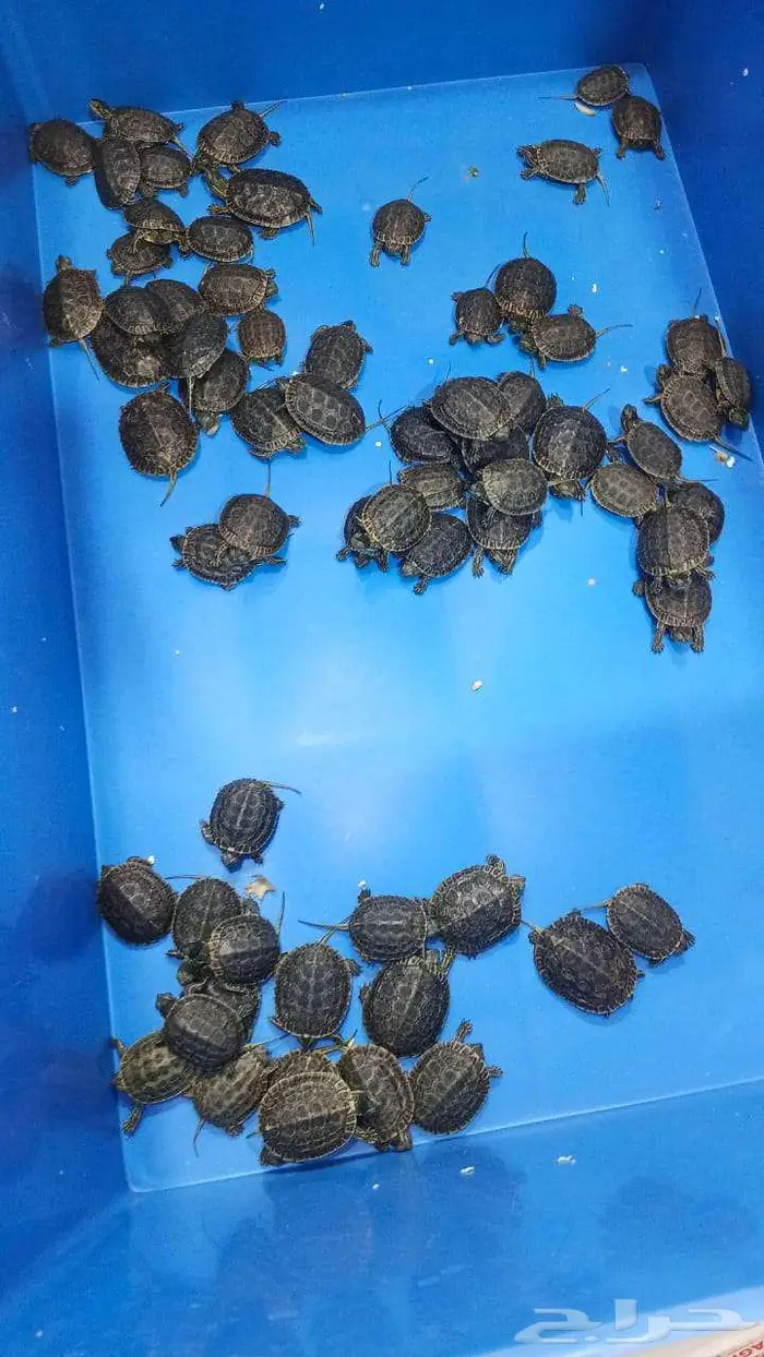 اسماك زينة جملة 2