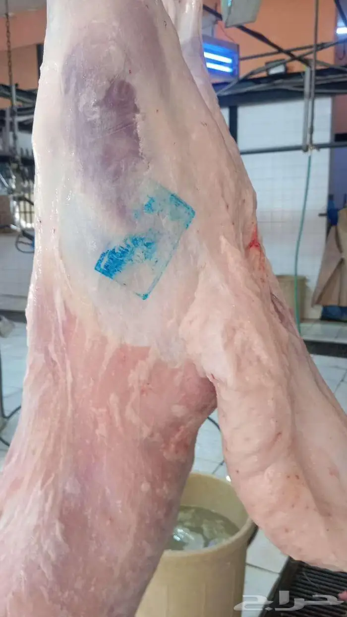 ذبايح .. مع الذبح والتوصيل 4