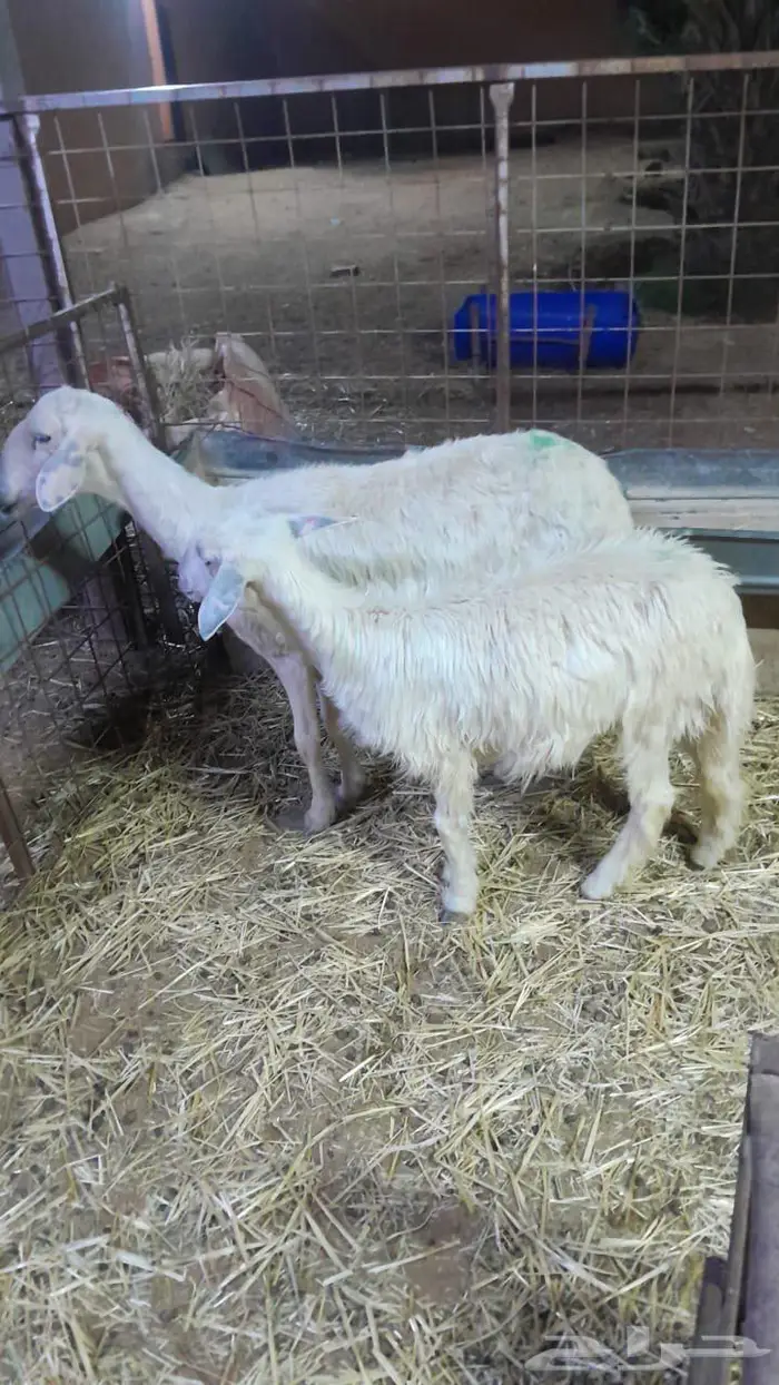 شياه متابيع طيبه 0