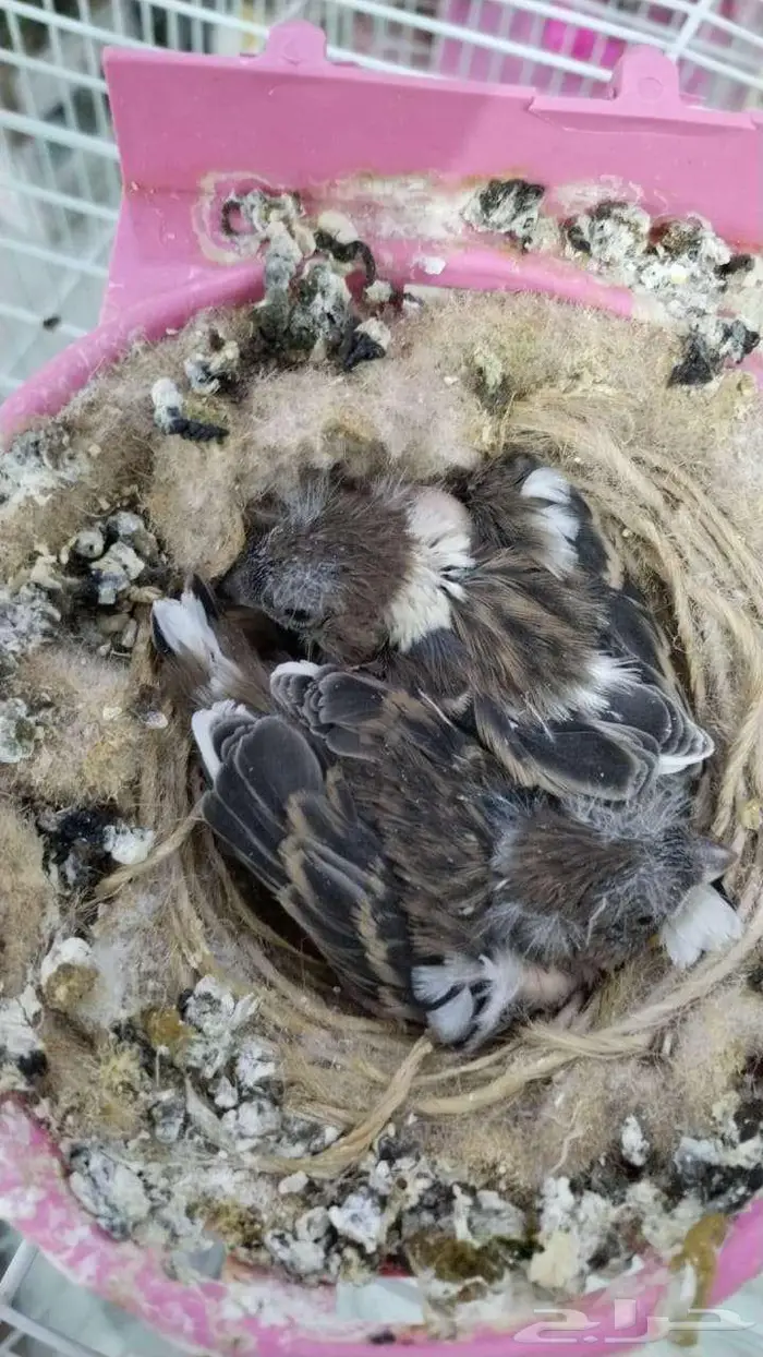 فروخ كناري غر 1