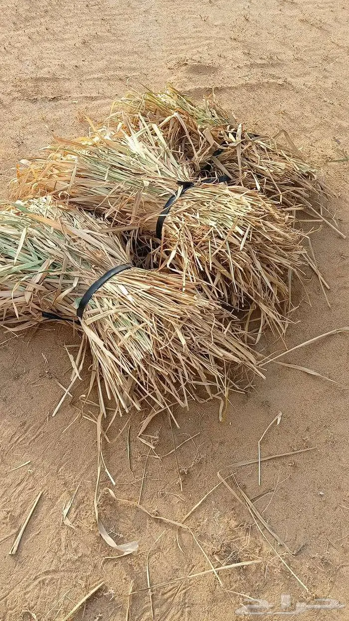 علف بونيكام بلوبنك 1