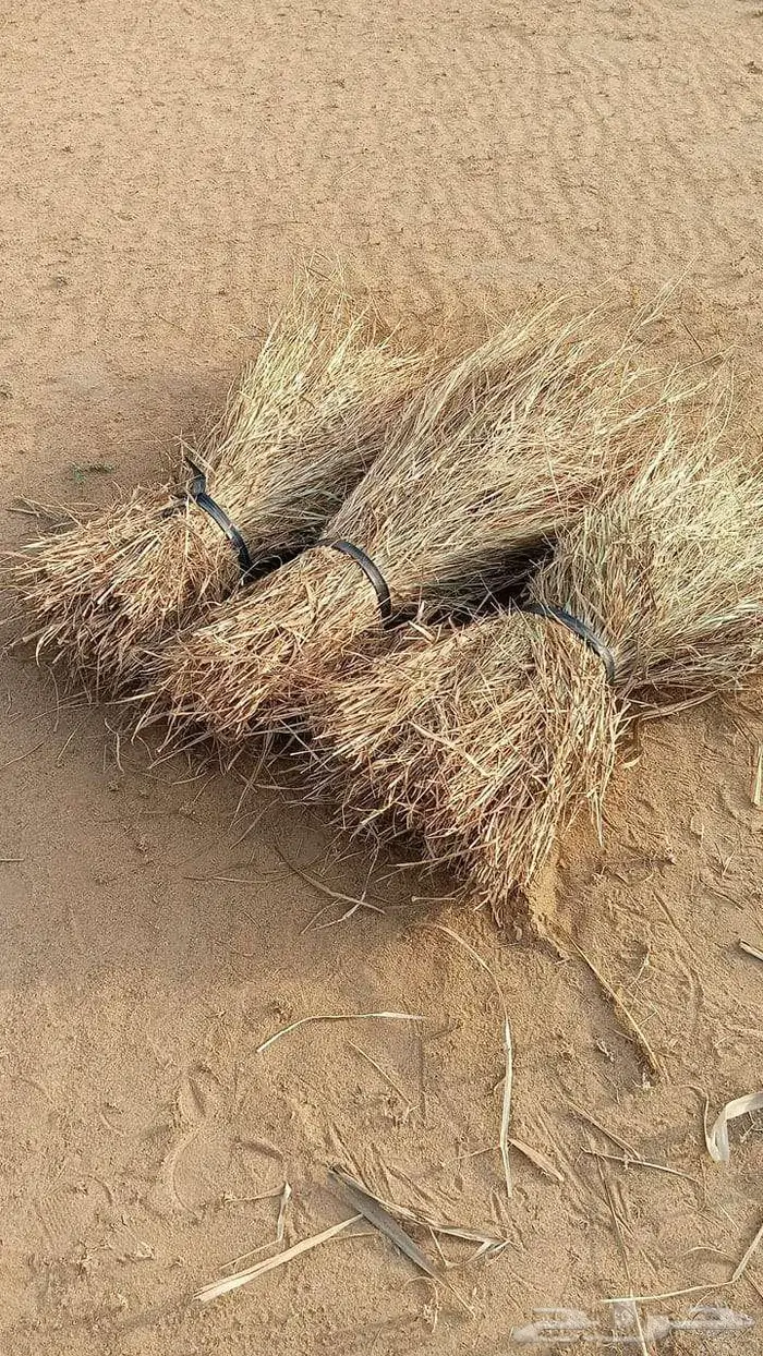 علف بونيكام بلوبنك 0