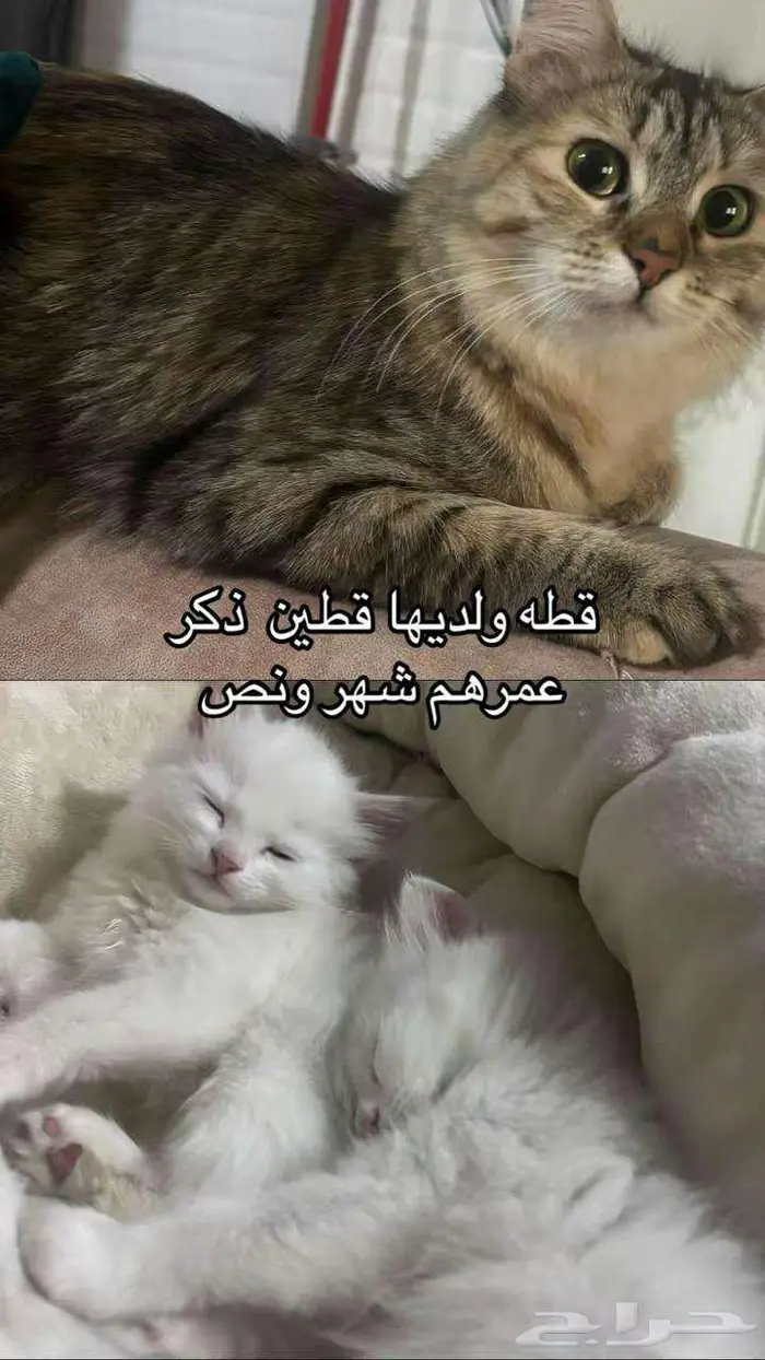 قطط شيرازي 0