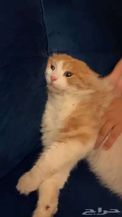 قط شيرازي ذكر ضائع index