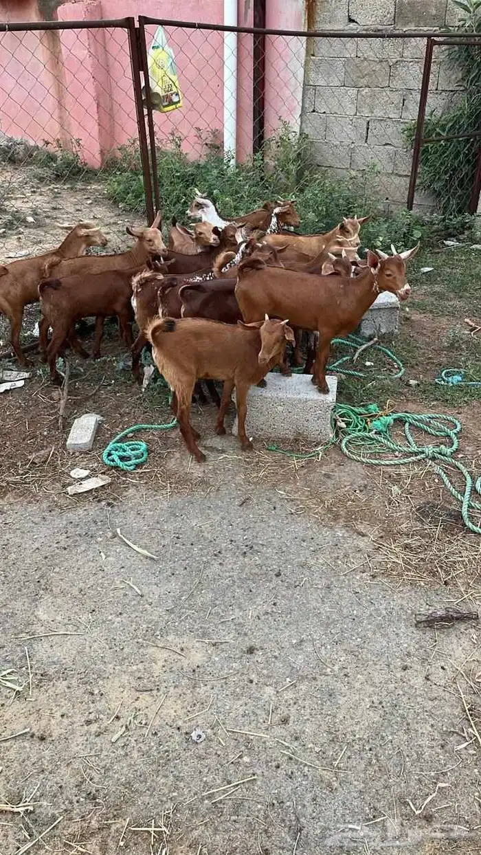 تيوس دهم كله ذكور 5