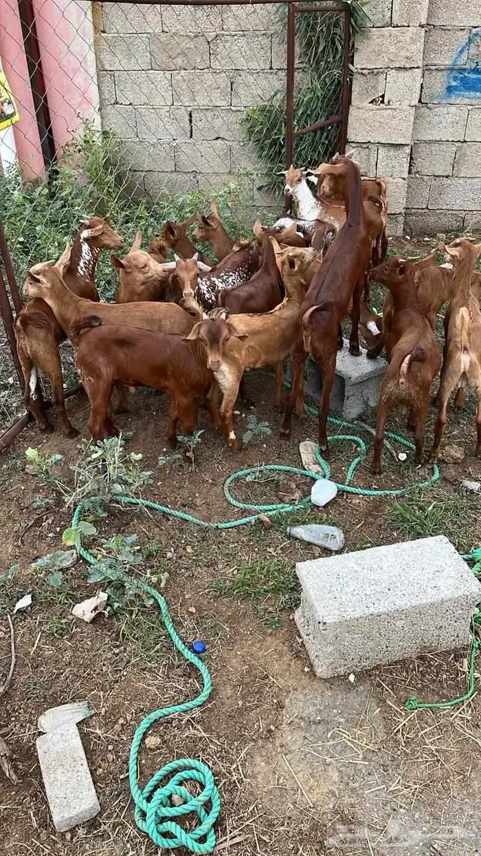 تيوس دهم كله ذكور 0