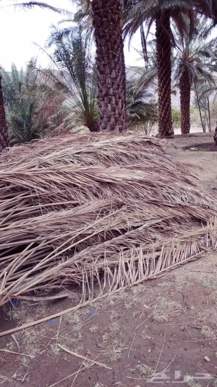 سعف نخيل جديد للبيع 9