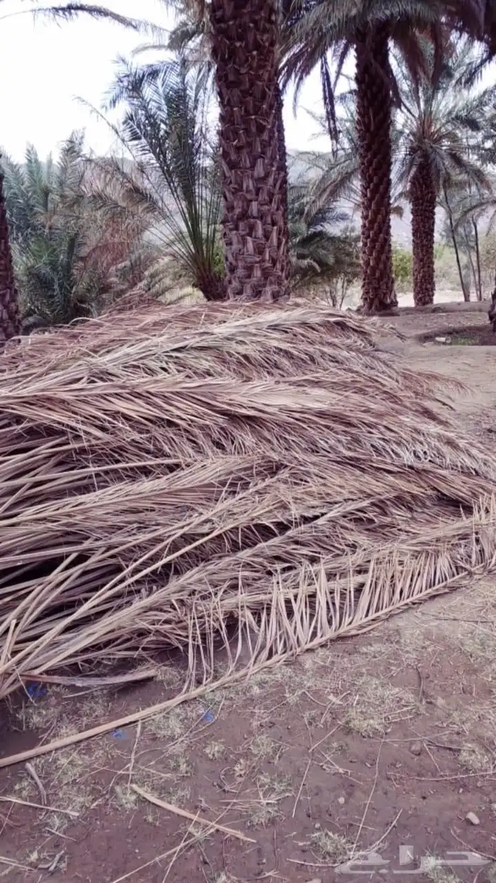 سعف نخيل جديد للبيع 4