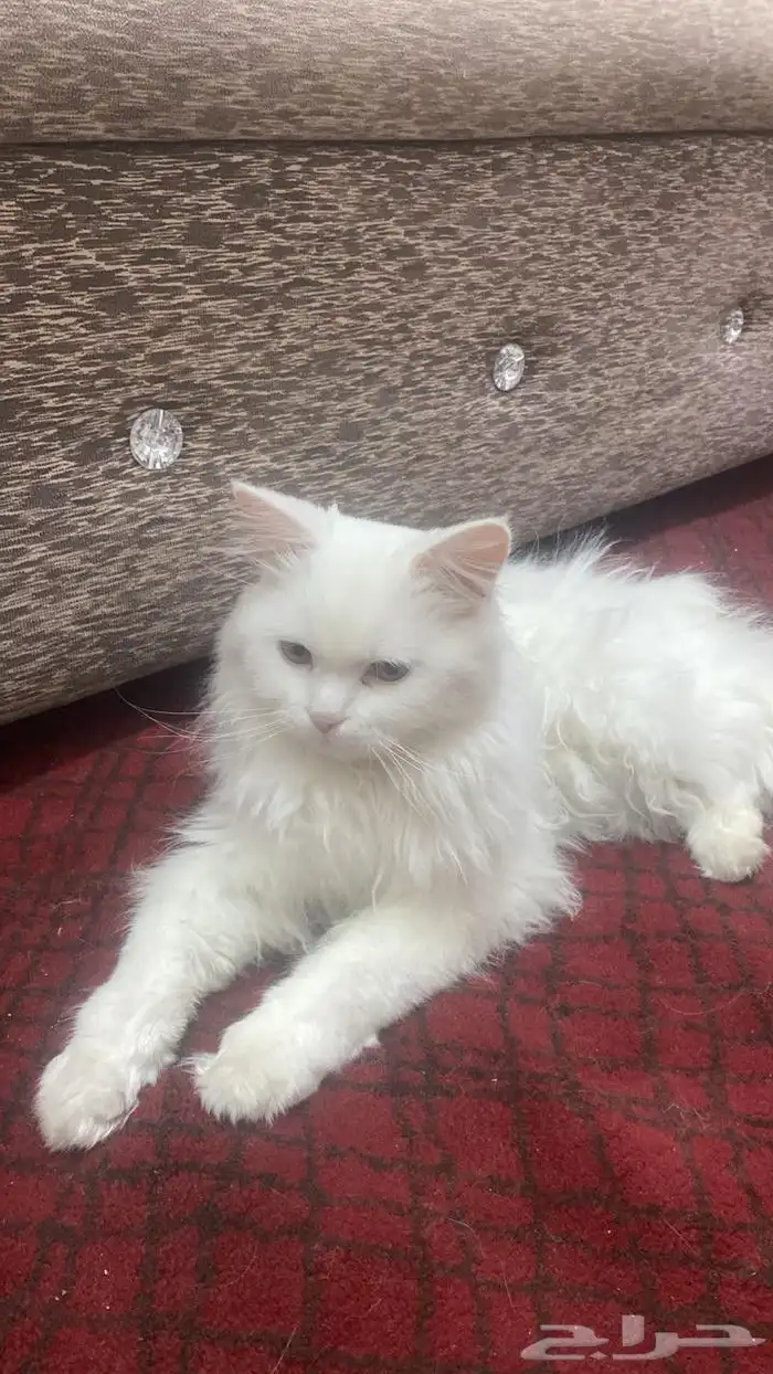 قطط للتبنى 0