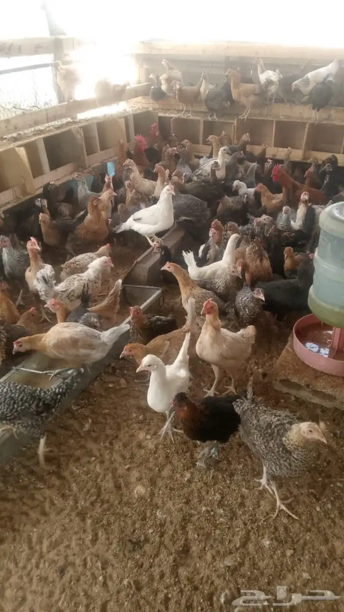 دجاج بلدي بياض وديوك 2