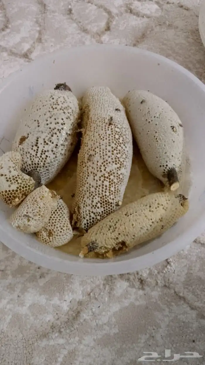 عسل سدر حر بري 12