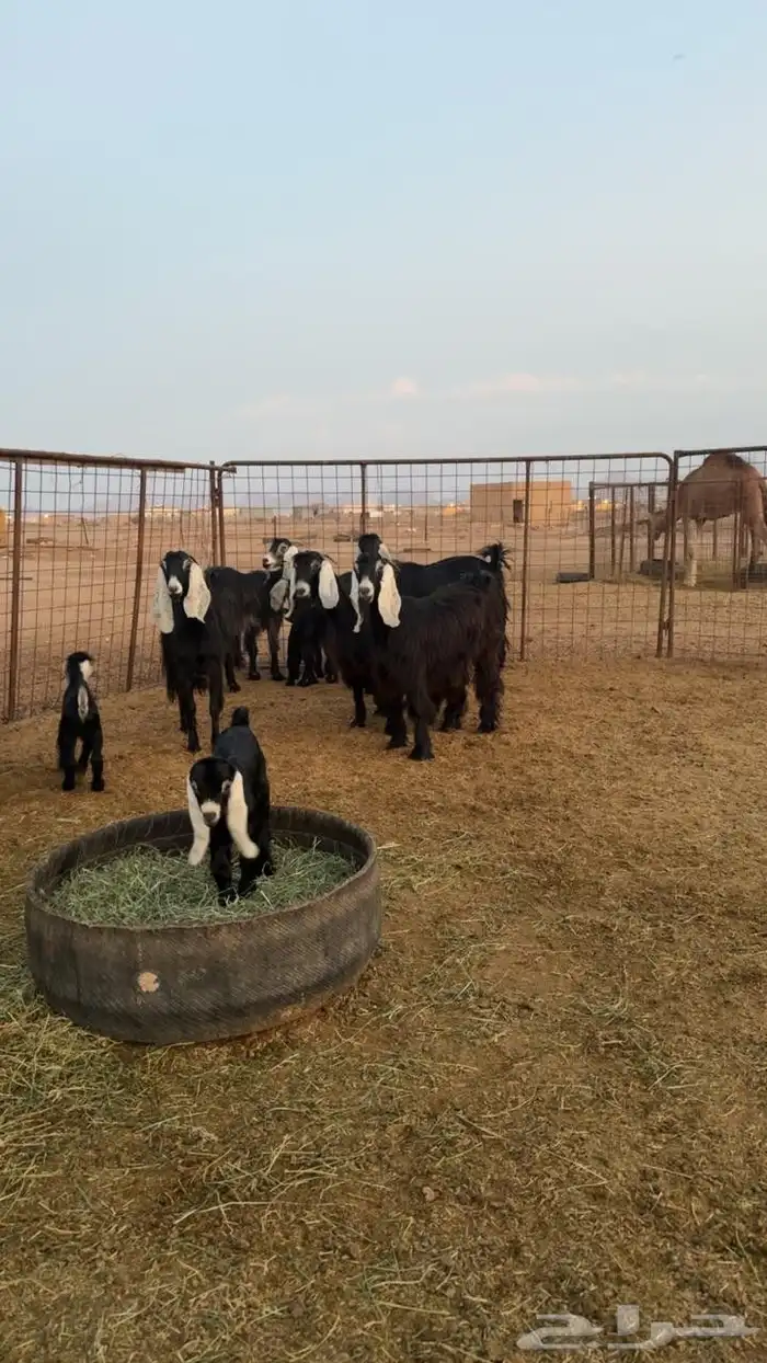 للبيع معزى عددها 18مع فحلها فيها ولد 5 عيالها 7 كلها اشباب 2