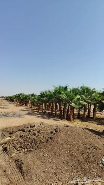 أشجار زيتون معمره ونخيل عربي وواشنطني وتركيب الشبوك لتواصل 0 index