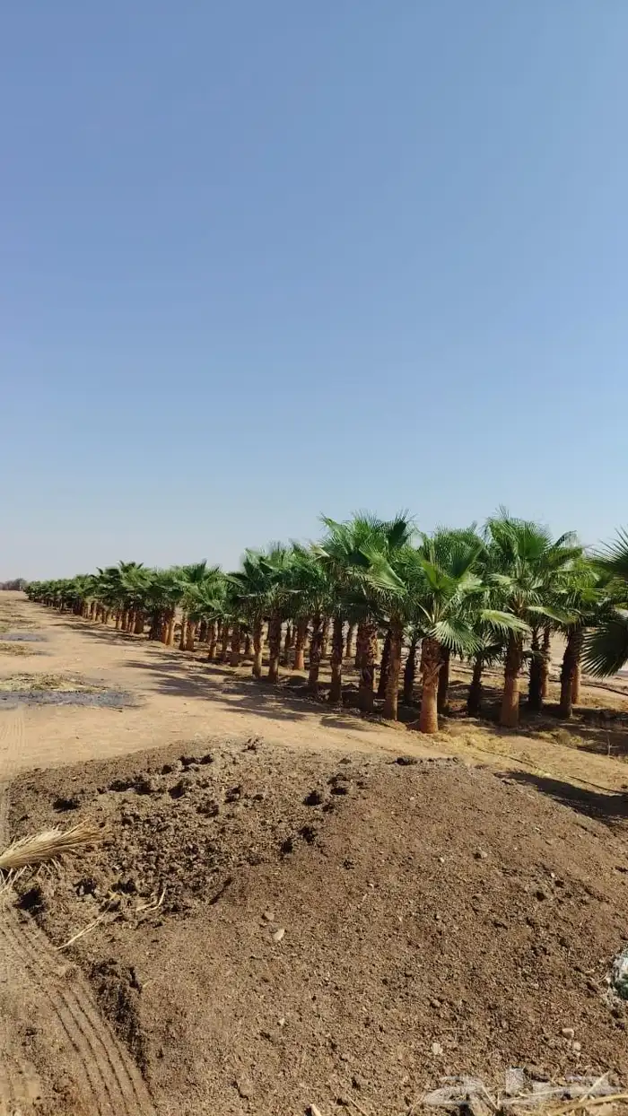 أشجار زيتون معمره ونخيل عربي وواشنطني وتركيب الشبوك لتواصل 0 6