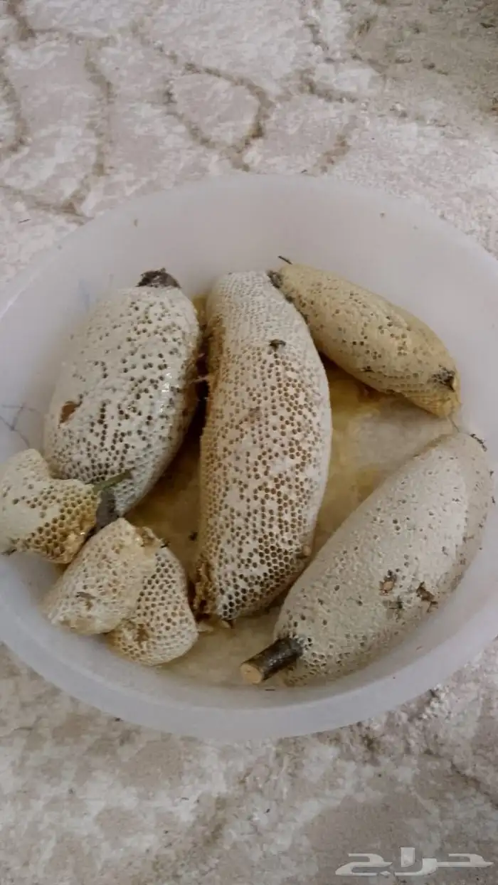 عسل سدر حر بري 13