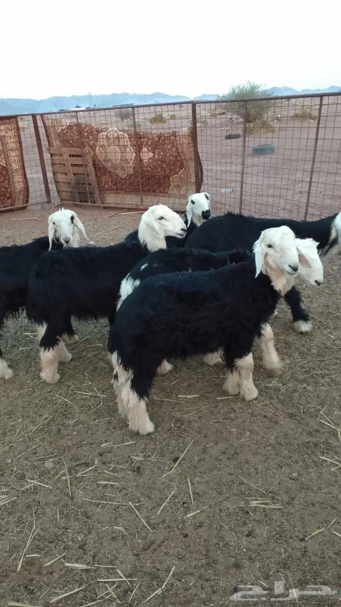 طليان نجد للبيع 1