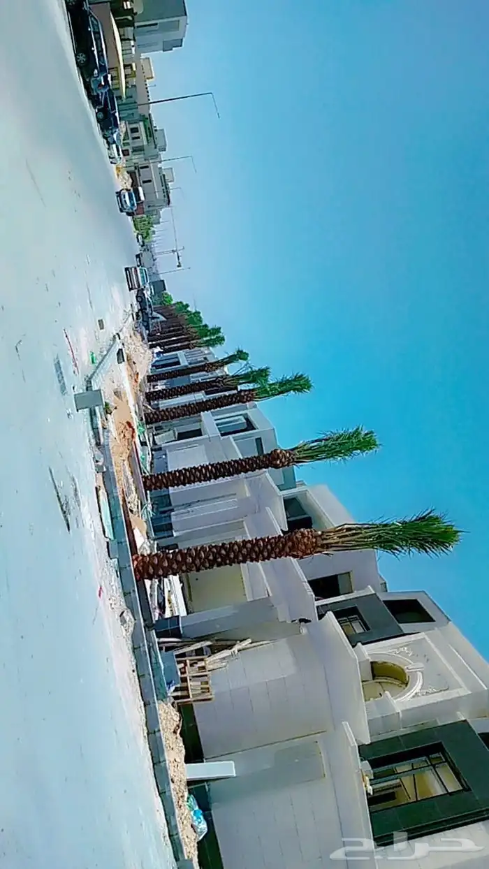 يوجد لدينا نخل عربي وشنطني 0