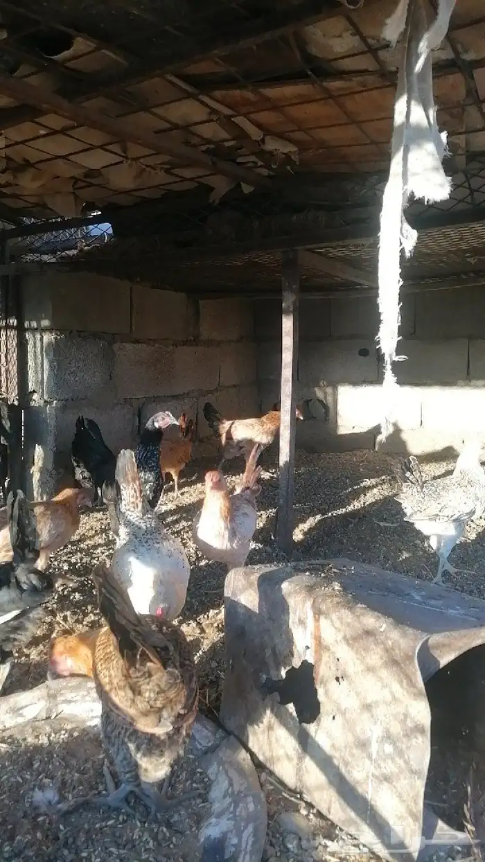 11 دجاجه العمر 7 شهور. ب 30 0