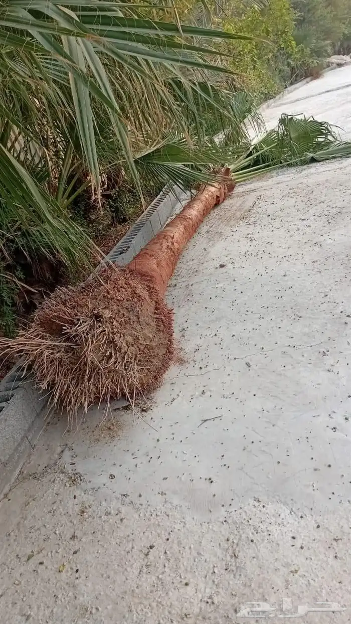 توريد الاشجار والزهور بسعر الجمله 2