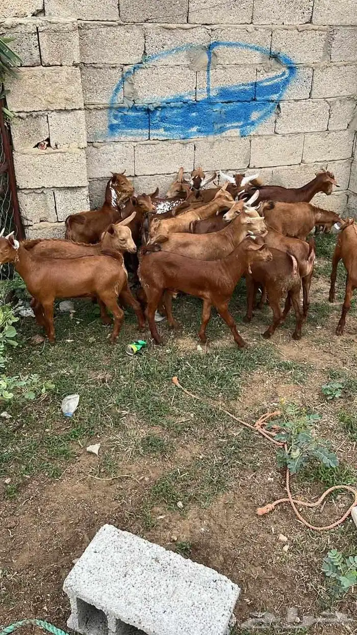 تيوس دهم كله ذكور 6