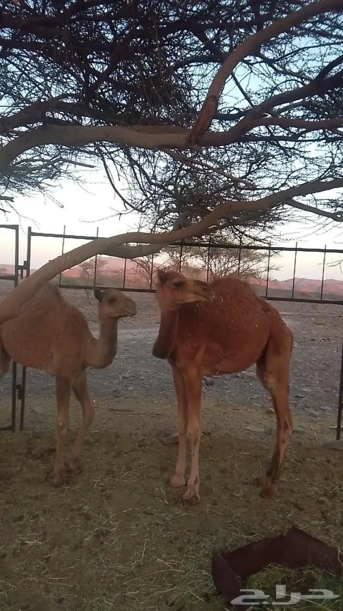 حشو قعدان على البرسيم وشعير فقط حليب شرط نضيفه 0