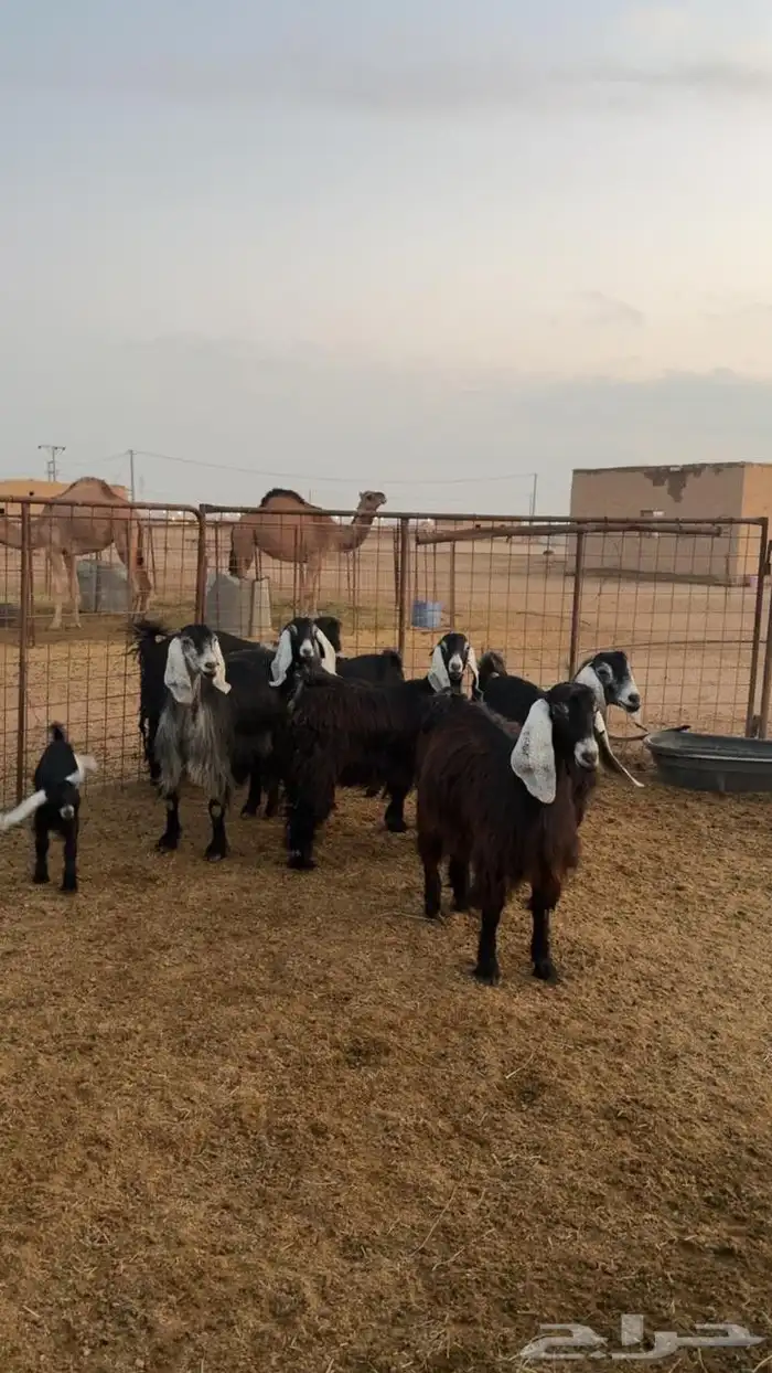 للبيع معزى عددها 18مع فحلها فيها ولد 5 عيالها 7 كلها اشباب 1