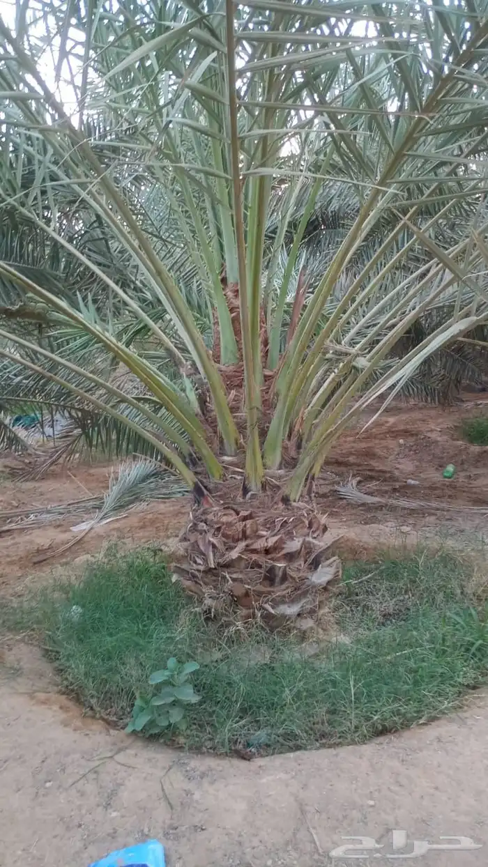 نخل لبيع انواع نادره 0