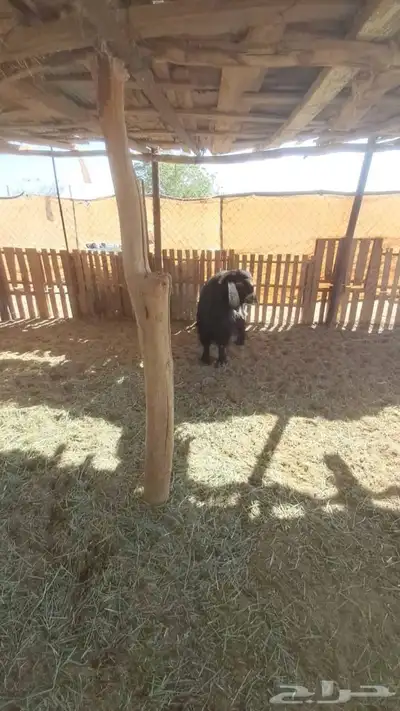 تيس حبشي خصم فحل index