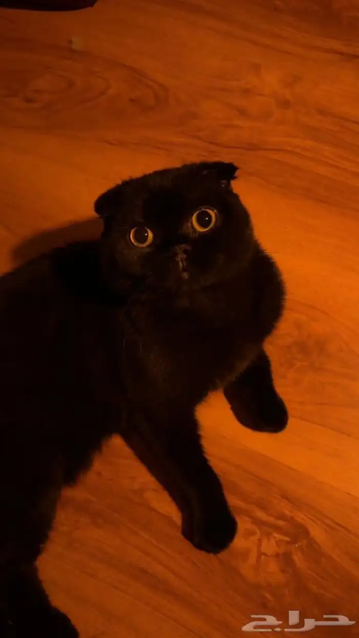 سكوتش فولد 1