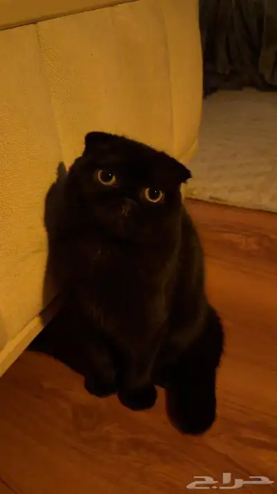 سكوتش فولد index