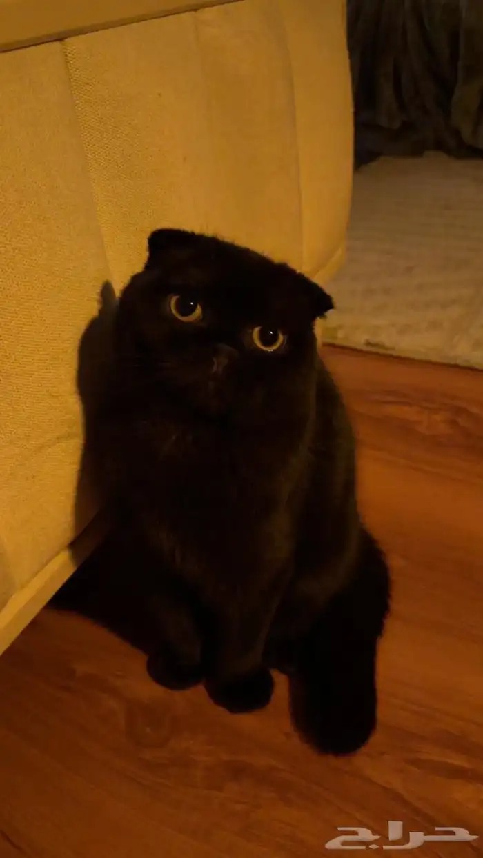 سكوتش فولد 2