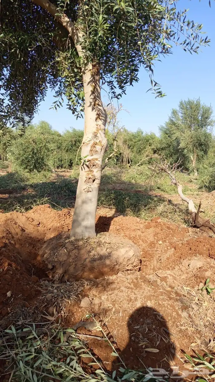 اشجار زيتون مثمرة وشتلات صغيرة 12