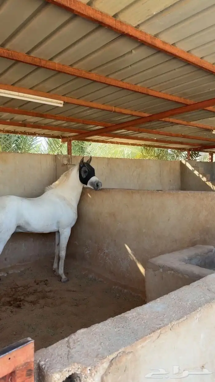 حصان واهو جمال فاخر 4