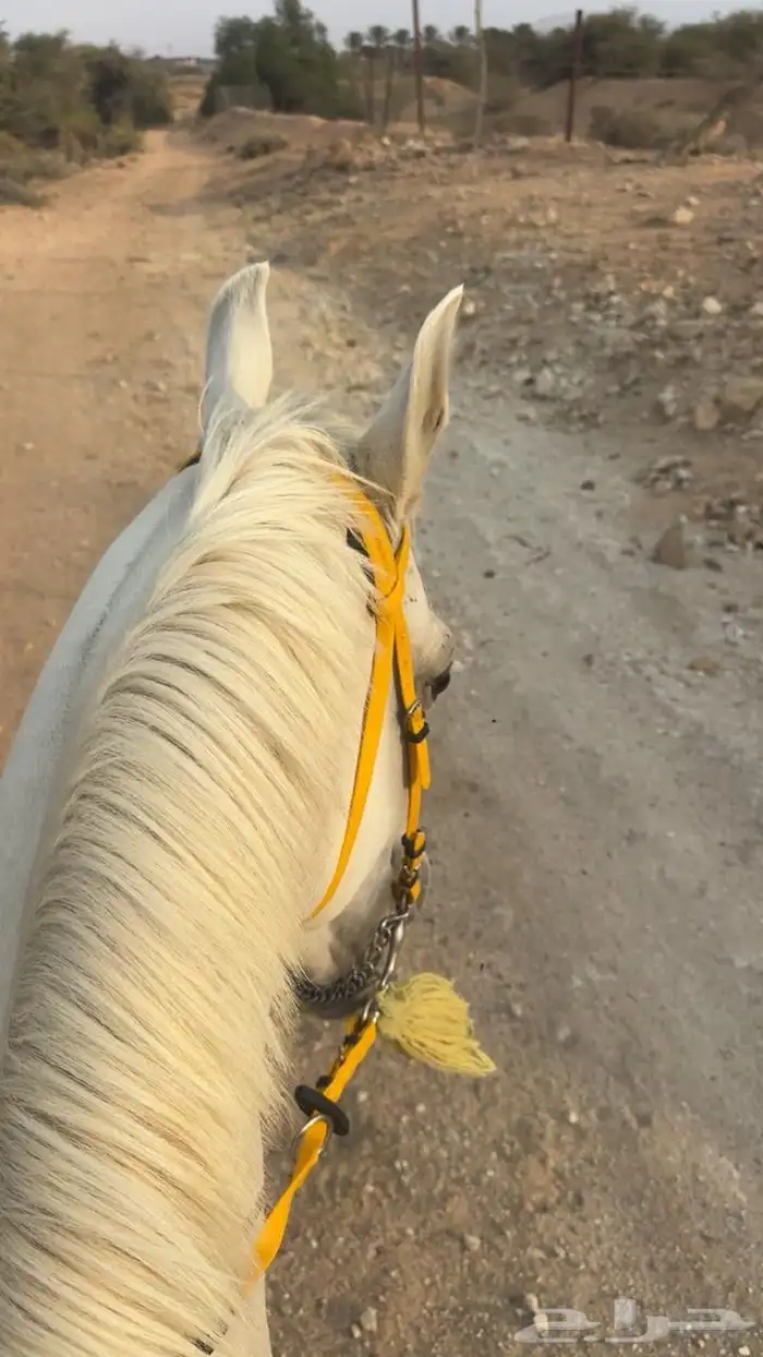 خيل شعبي لون الاصفر 4