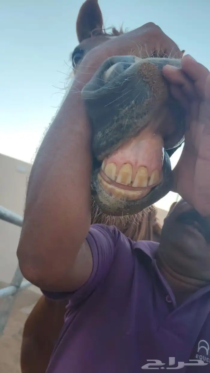 فرس انجليزية للبيع 2