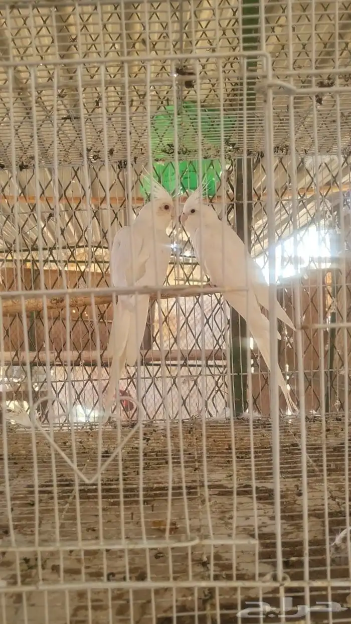 كروان زوج للبيع 0