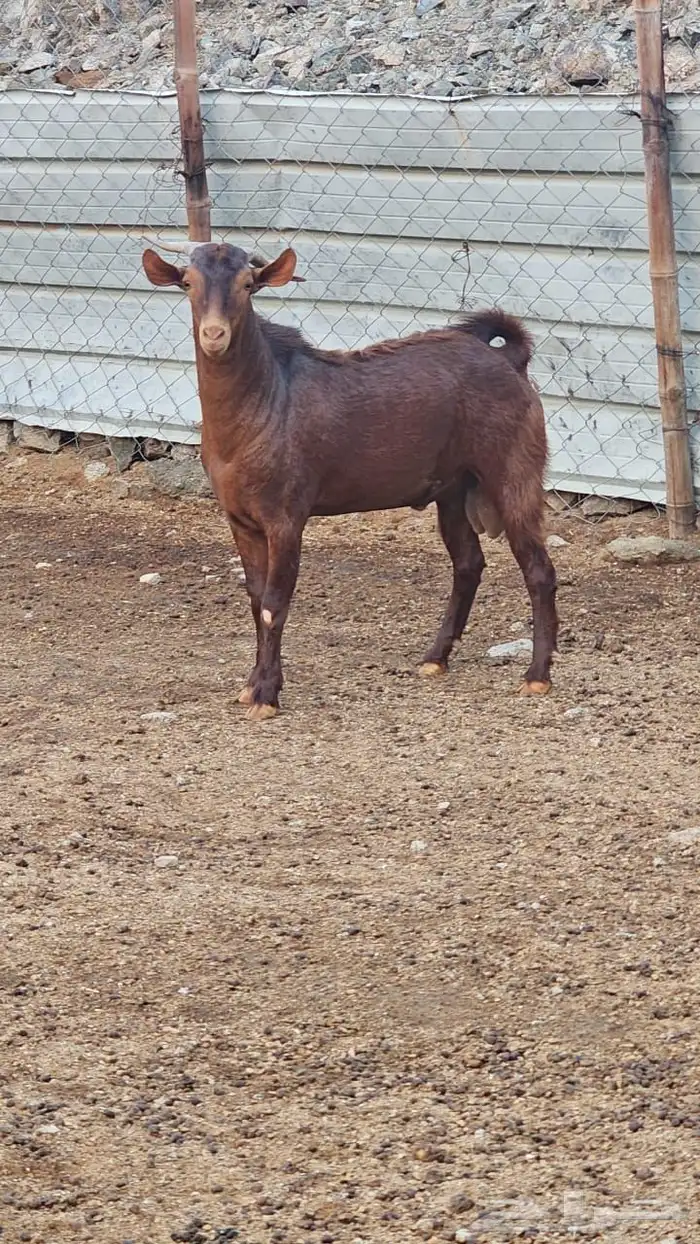 تيس محايلي ادهم جذع 2