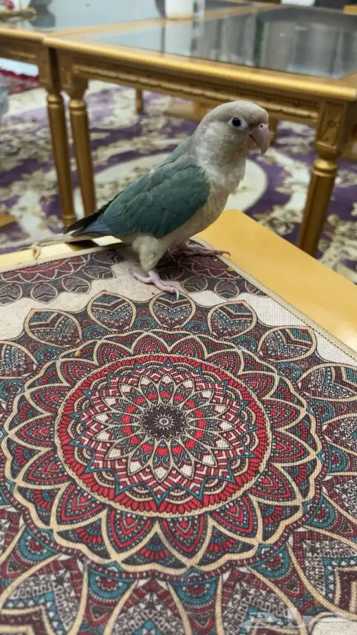 طير كنيور للبيع 0