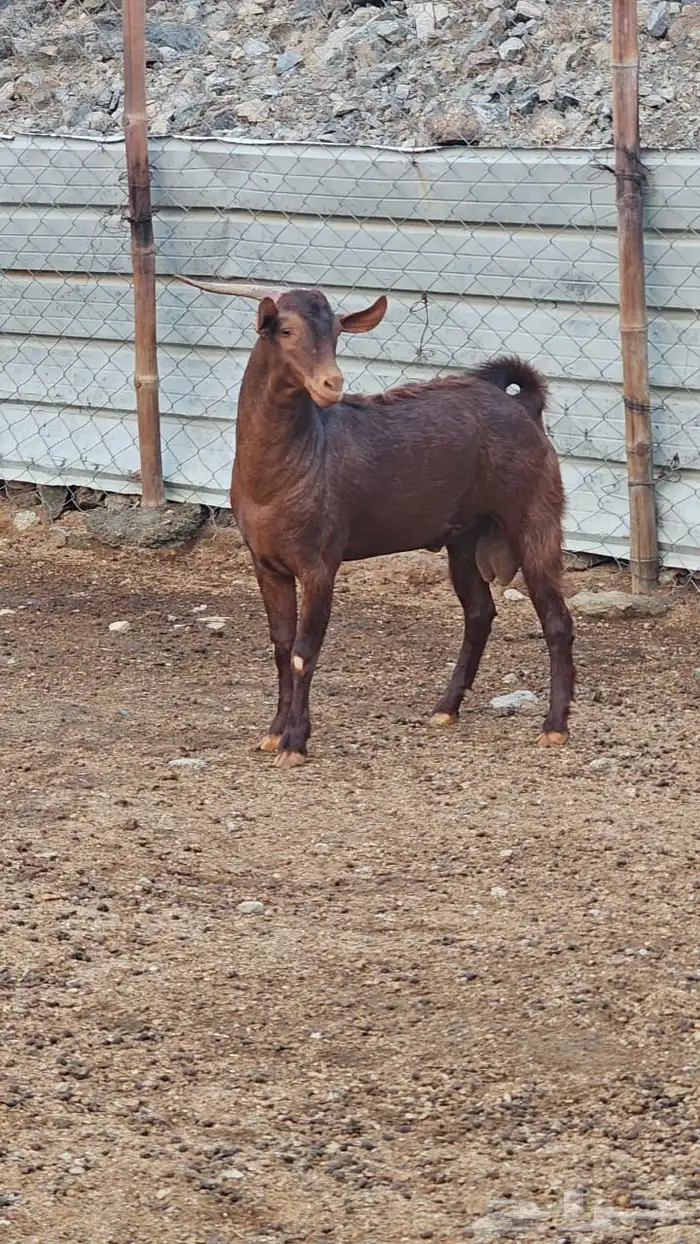 تيس محايلي ادهم جذع 1