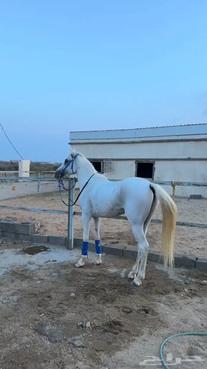 خيل شعبي لون الاصفر 3