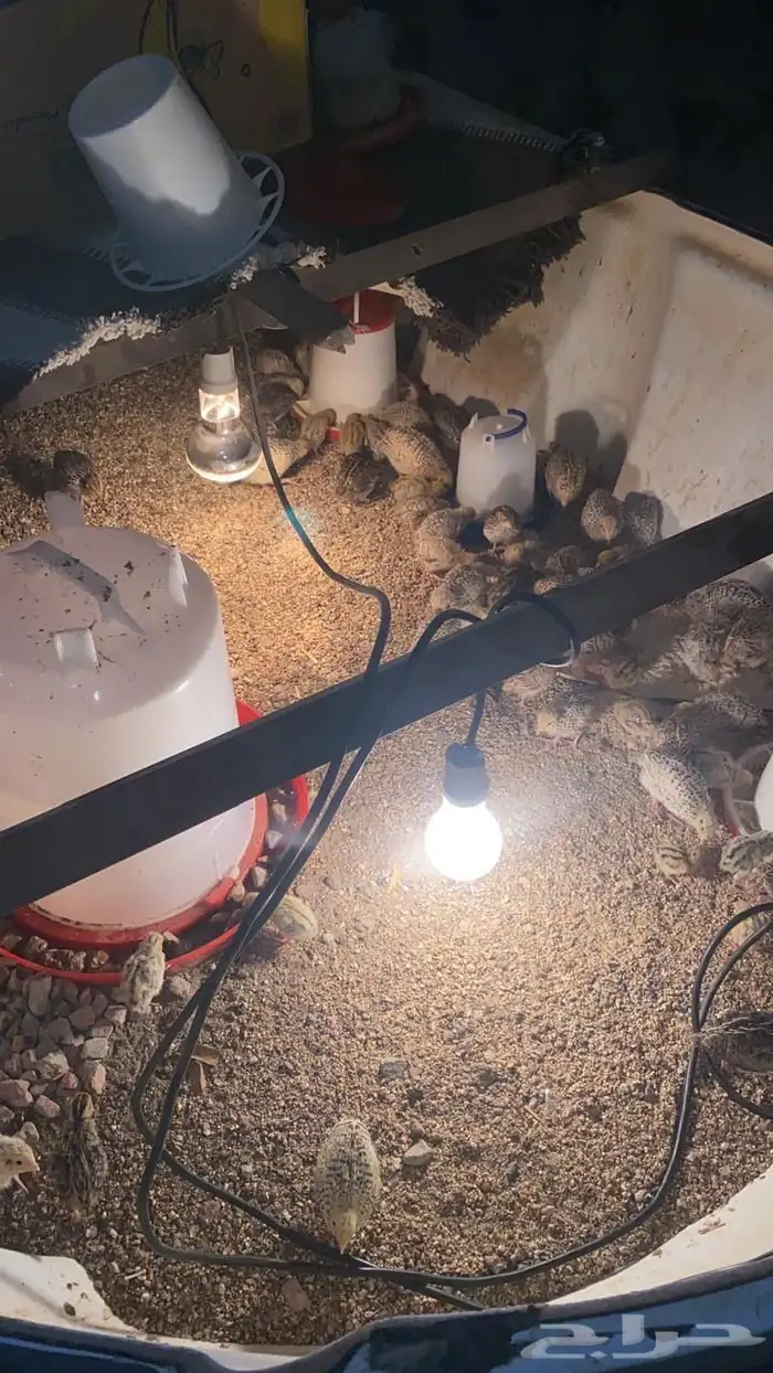 صوص سمان العمر 15 يوم 0