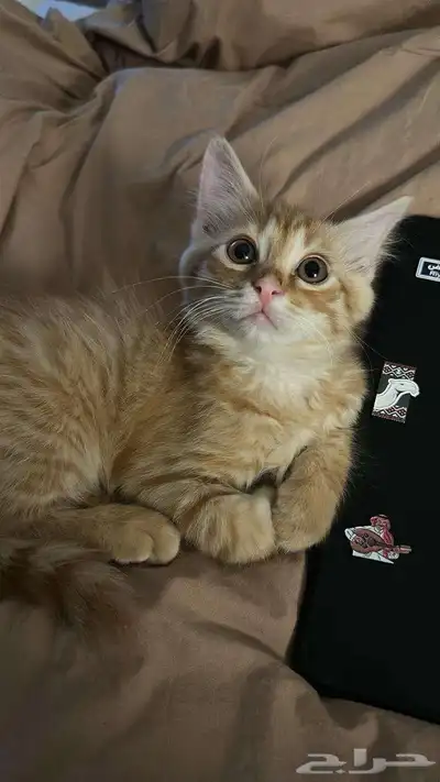 بسه ذكر عمره 3 شهور يحب يلعب مجانا index