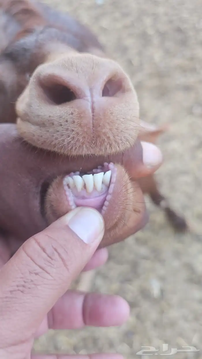 تيس محايلي ادهم جذع 0