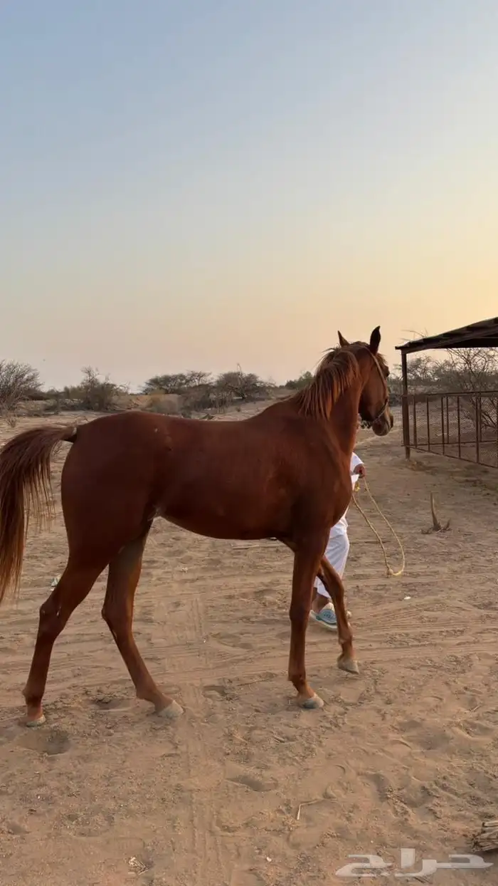 فرس شعبي للبيع 1