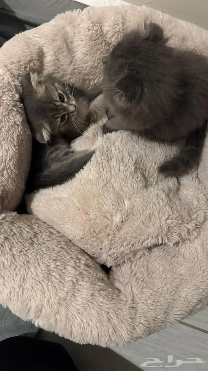 سكوتش فولد بمكه للبيع 3