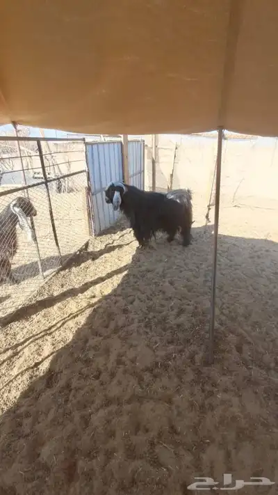 تيس حبشي خصم فحل index