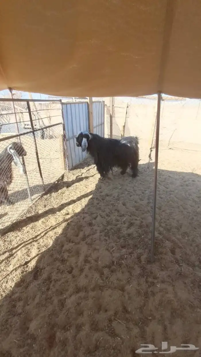 تيس حبشي خصم فحل 1